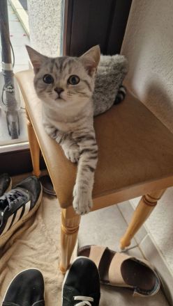 Britisch Kurzhaar Kitten suchen ein neues zu Hause