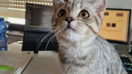 Britisch Kurzhaar Kitten suchen ein neues zu Hause