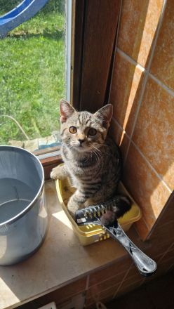 Britisch Kurzhaar Kitten suchen ein neues zu Hause