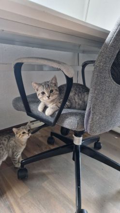 Britisch Kurzhaar Kitten suchen ein neues zu Hause