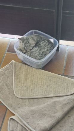 Britisch Kurzhaar Kitten suchen ein neues zu Hause