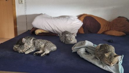 Britisch Kurzhaar Kitten suchen ein neues zu Hause