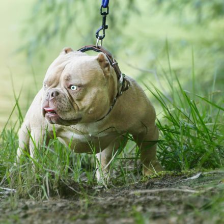 American Bully Micro Exotic Dekreu