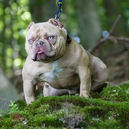 American Bully Micro Exotic Dekreu