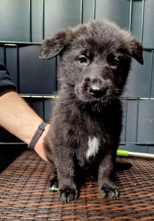 Schwarze Schäferhunde