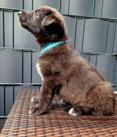 Schwarze Schäferhunde