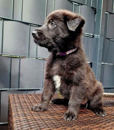 Schwarze Schäferhunde