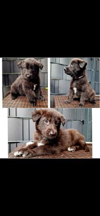 Schwarze Schäferhunde