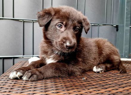 Schwarze Schäferhunde