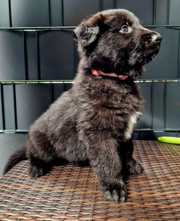 Schwarze Schäferhunde