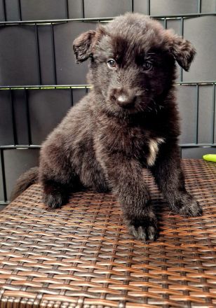 Schwarze Schäferhunde