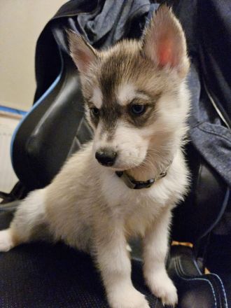 Reinrassige Sibirien Husky Welpen