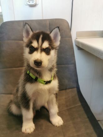 Reinrassige Sibirien Husky Welpen