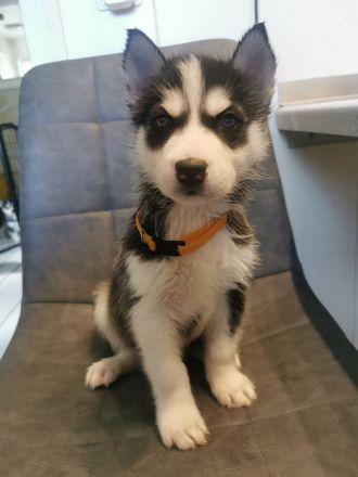Reinrassige Sibirien Husky Welpen