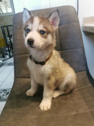 Reinrassige Sibirien Husky Welpen