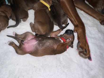 Rhodesian Ridgeback Welpen suchen ein liebevolles Zuhause!