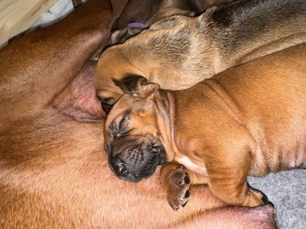 Rhodesian Ridgeback Welpen suchen ein liebevolles Zuhause!