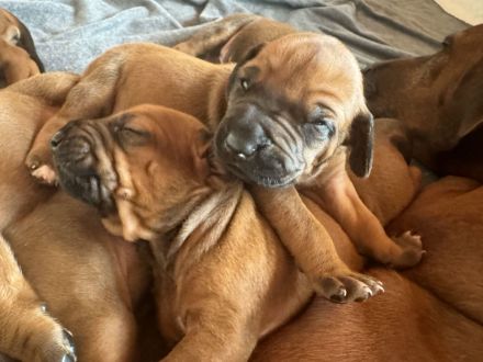 Rhodesian Ridgeback Welpen suchen ein liebevolles Zuhause!