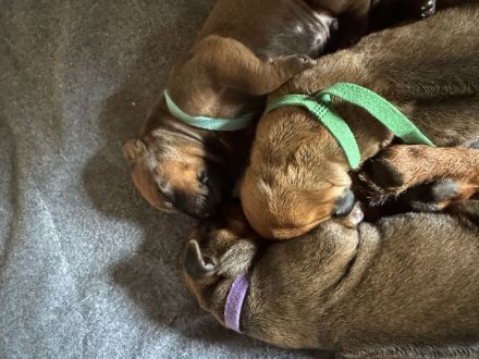 Rhodesian Ridgeback Welpen suchen ein liebevolles Zuhause!