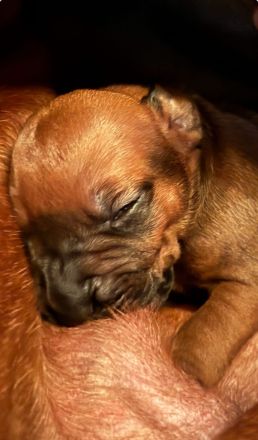 Rhodesian Ridgeback Welpen suchen ein liebevolles Zuhause!