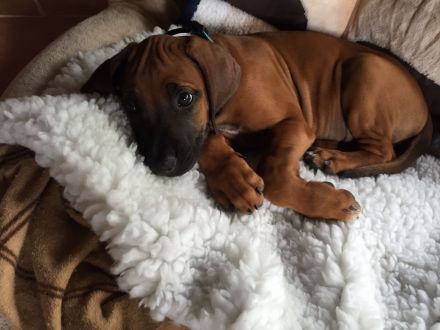 Rhodesian Ridgeback Welpen suchen ein liebevolles Zuhause!