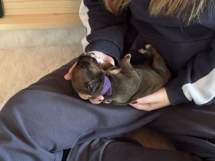 Rhodesian Ridgeback Welpen suchen ein liebevolles Zuhause!