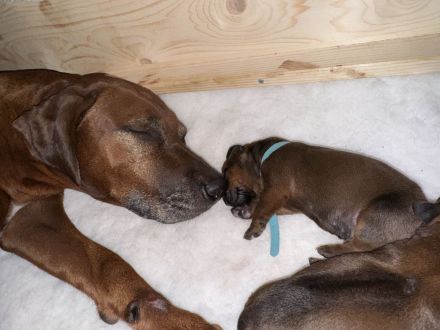 Rhodesian Ridgeback Welpen suchen ein liebevolles Zuhause!