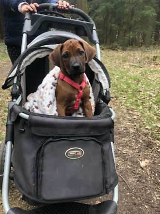 Rhodesian Ridgeback Welpen suchen ein liebevolles Zuhause!