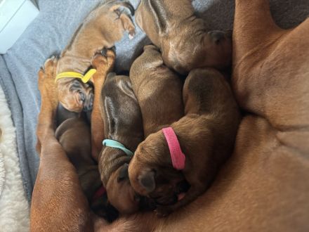 Rhodesian Ridgeback Welpen suchen ein liebevolles Zuhause!