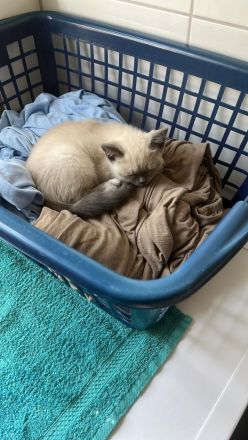 Junge Katzen suchen ein neues zu Hause