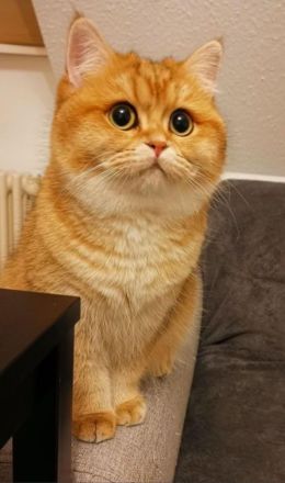 Junge Katzen suchen ein neues zu Hause