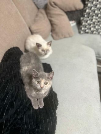 Junge Katzen suchen ein neues zu Hause