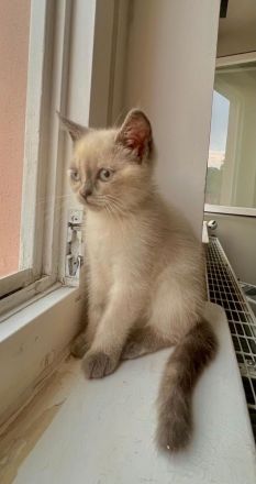 Junge Katzen suchen ein neues zu Hause