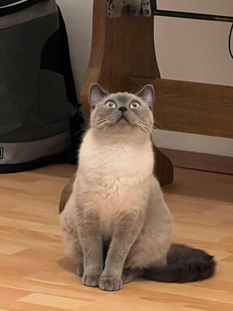 Junge Katzen suchen ein neues zu Hause