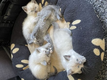 Junge Katzen suchen ein neues zu Hause