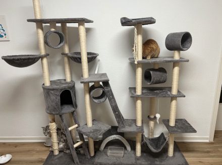 Maine Coon und Europäisch Kurzhaar