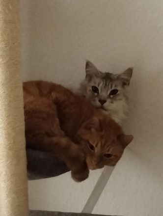 Maine Coon und Europäisch Kurzhaar