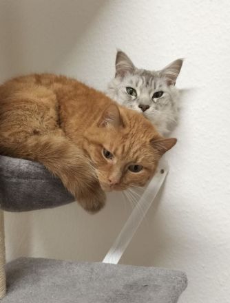 Maine Coon und Europäisch Kurzhaar