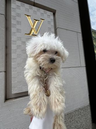 Maltipoo, Welpe sucht neues zu Hause