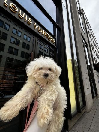 Maltipoo, Welpe sucht neues zu Hause