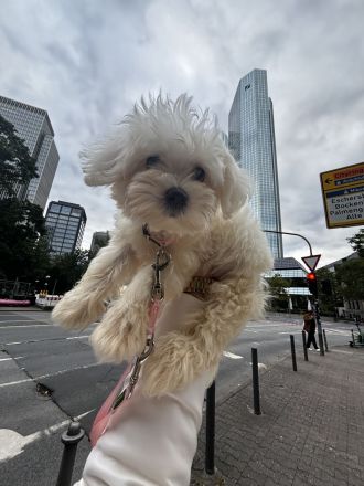Maltipoo, Welpe sucht neues zu Hause