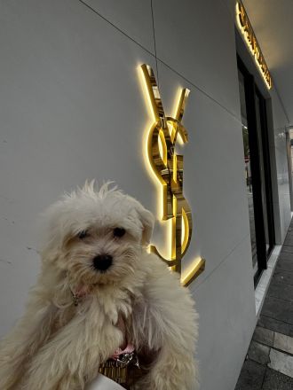 Maltipoo, Welpe sucht neues zu Hause