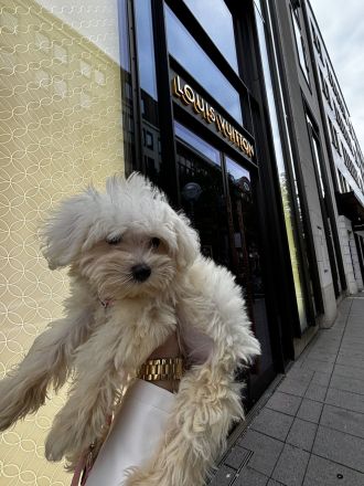 Maltipoo, Welpe sucht neues zu Hause
