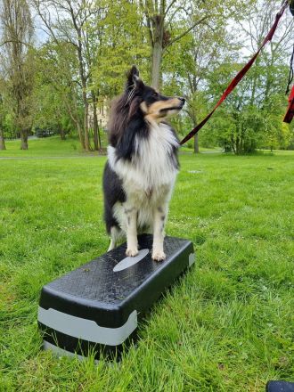 Crossdogging in Wolfenbüttel