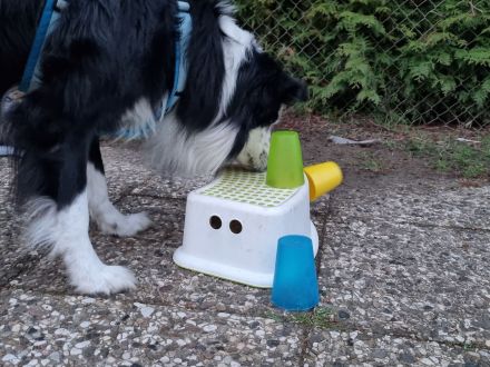 Crossdogging in Wolfenbüttel