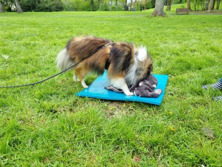 Crossdogging in Wolfenbüttel