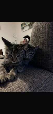 2 Kater mit Zubehör