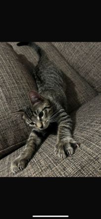 2 Kater mit Zubehör