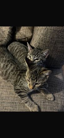 2 Kater mit Zubehör