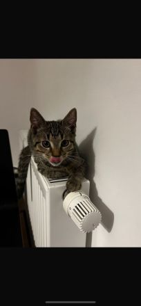 2 Kater mit Zubehör